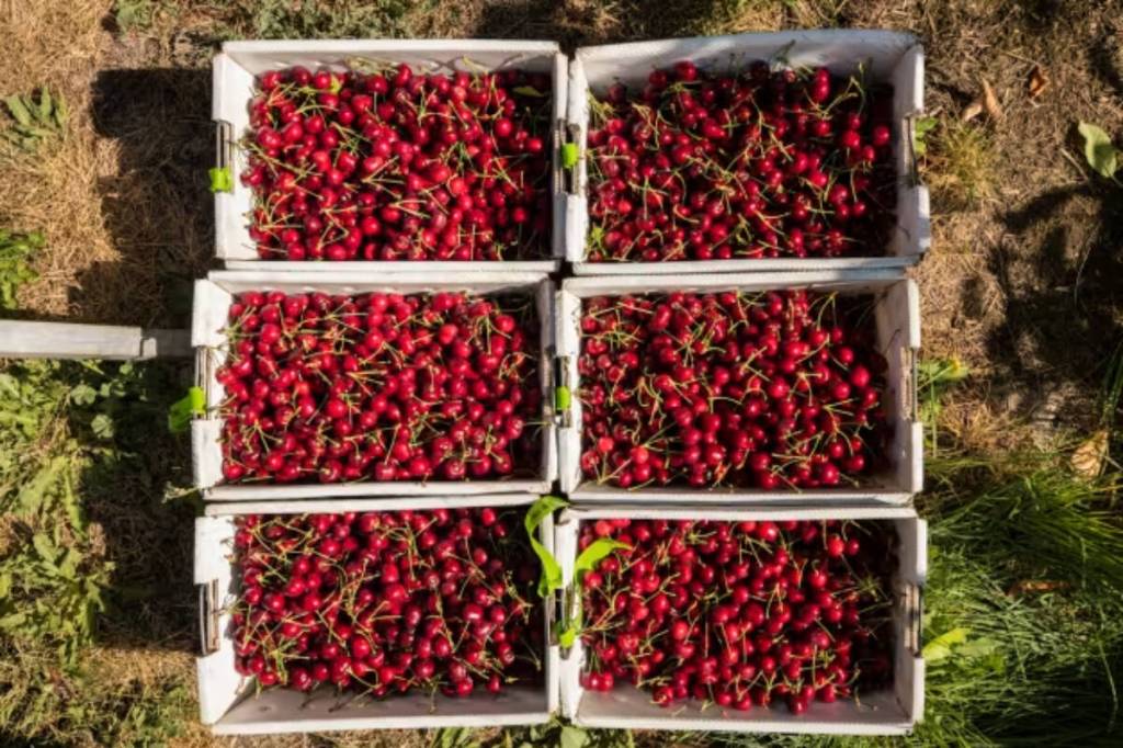 Minimum wage increasing by 2.6% for B.C. piece-rate farmworkers